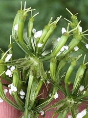 Chaerophyllum aureum