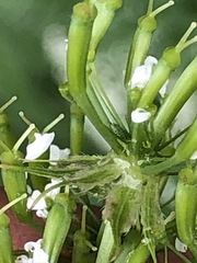 Chaerophyllum aureum