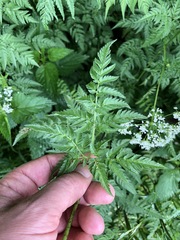 Chaerophyllum aureum