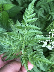 Chaerophyllum aureum