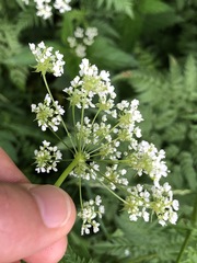 Chaerophyllum aureum