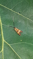 Nemophora degeerella