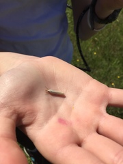 Crambus laqueatellus