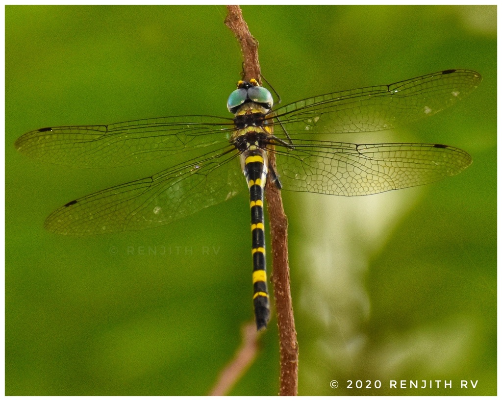 Macromia flavicincta