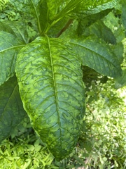Pokeweed mosaic virus
