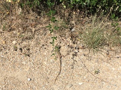 Aspidoscelis gularis