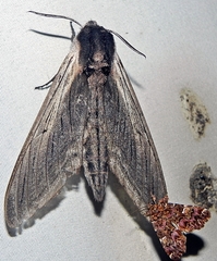 Sphinx drupiferarum