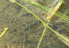 Sphaerichthys osphromenoides