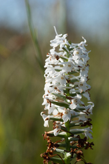 Platanthera nivea