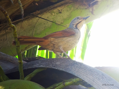 Cichladusa arquata