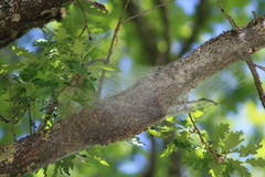 Thaumetopoea processionea