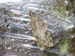 Scoparia ambigualis