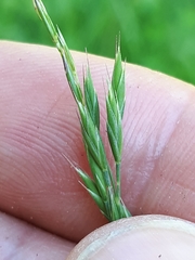 Festuca rubra commutata