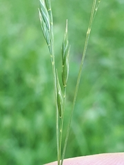 Festuca rubra commutata