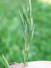 Festuca rubra commutata