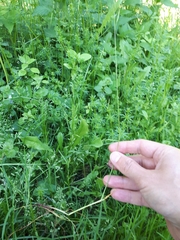 Festuca rubra commutata