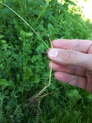 Festuca rubra commutata