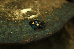 Eumorphus marginatus