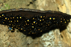 Eumorphus marginatus