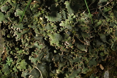 Peltigera ponojensis