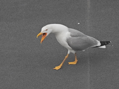 Larus michahellis