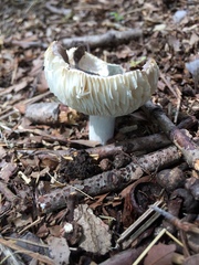 Russula