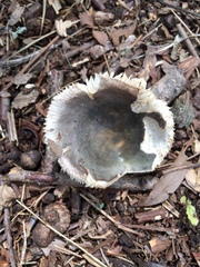 Russula