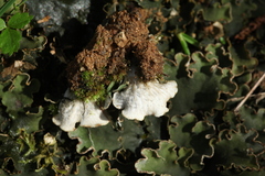 Peltigera ponojensis