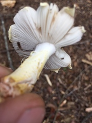 Amanita