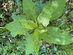 Pokeweed mosaic virus