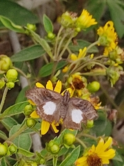 Theagenes albiplaga
