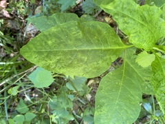 Pokeweed mosaic virus