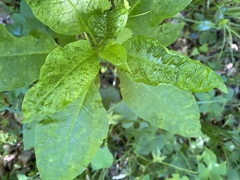 Pokeweed mosaic virus