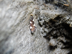 Triaxomera fulvimitrella