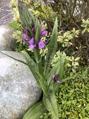 Dactylorhiza maculata