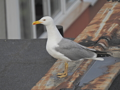 Larus michahellis
