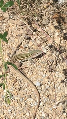 Aspidoscelis gularis