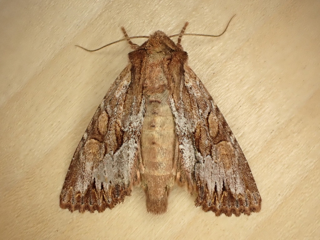 Apamea antennata