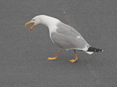 Larus michahellis