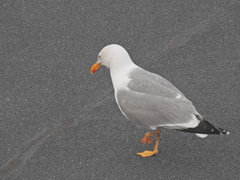 Larus michahellis