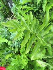 Pastinaca