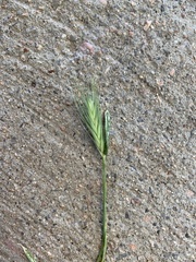 Hordeum pusillum