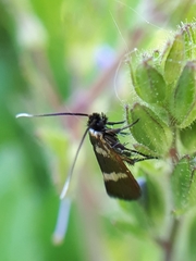 Cauchas fibulella