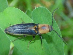 Megapenthes limbalis