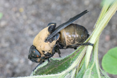 Cuterebra abdominalis