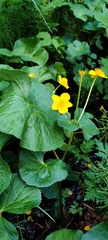 Caltha palustris