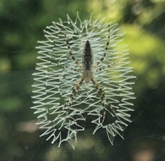 Argiope aurantia