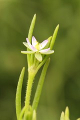 Spergularia canadensis