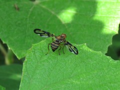 Idana marginata