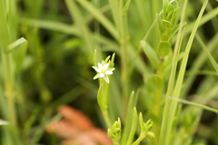 Spergularia canadensis